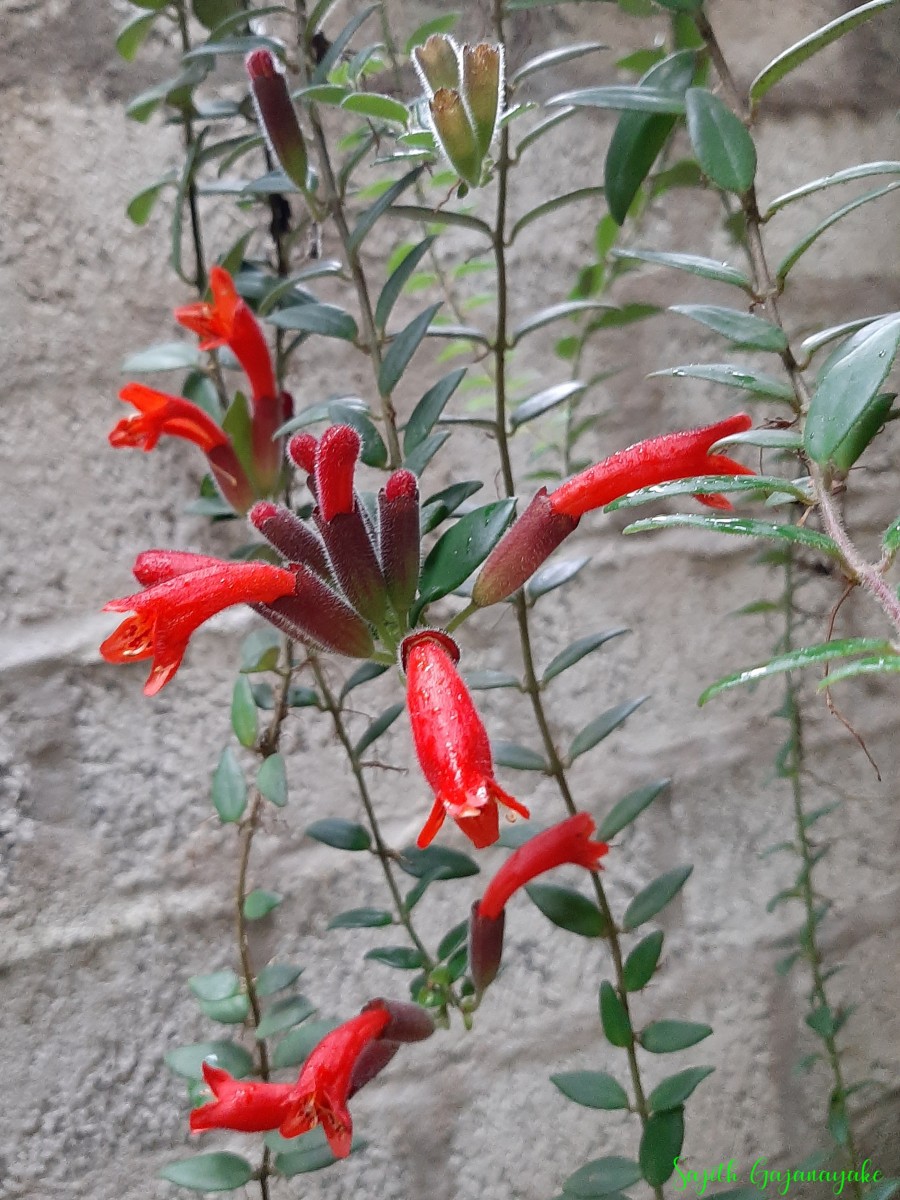 Aeschynanthus pulcher (Blume) G.Don